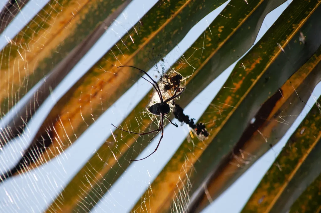 Equipos Para El Monitoreo De Insectos Voladores