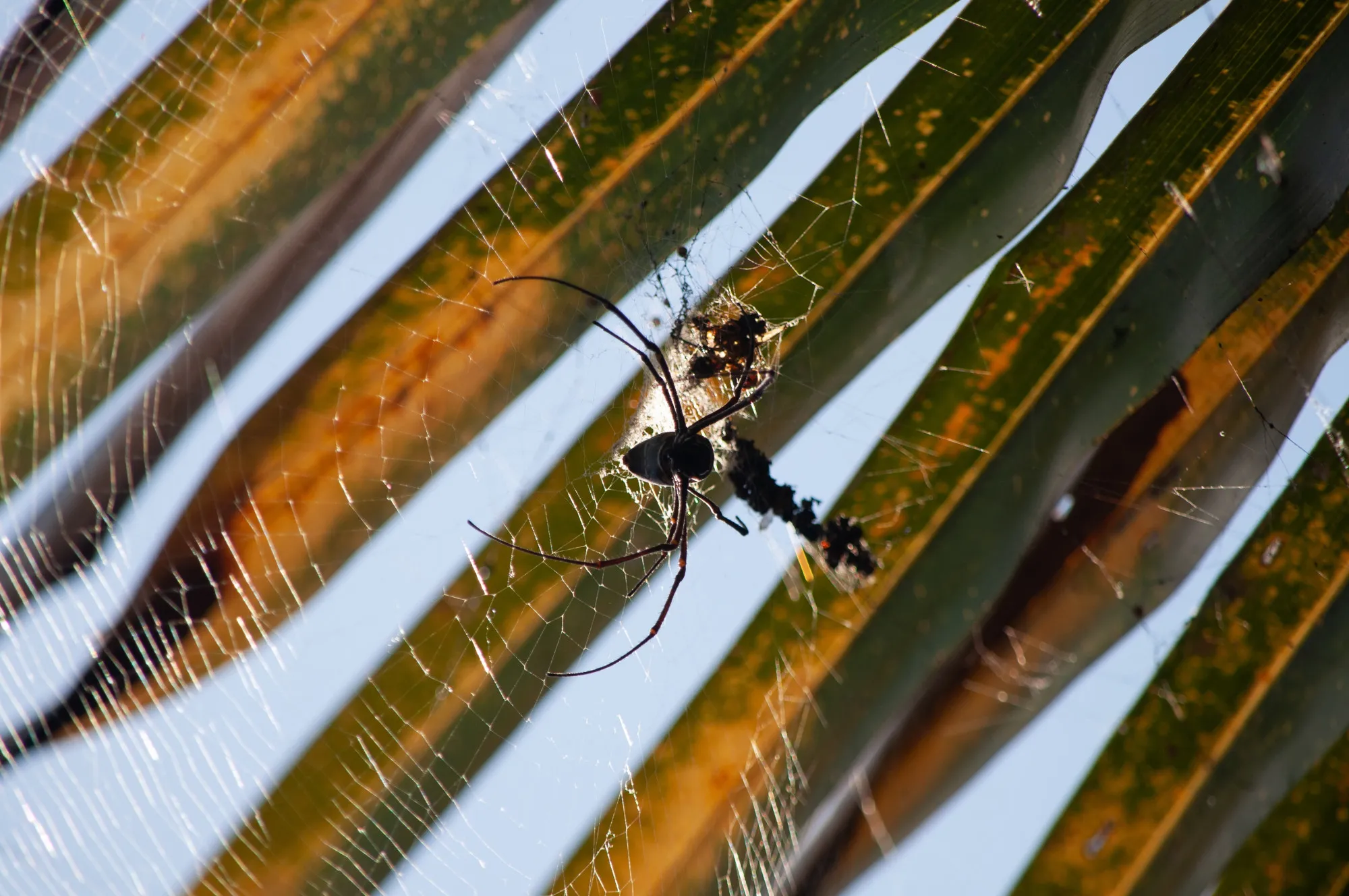 Equipos Para El Monitoreo De Insectos Voladores