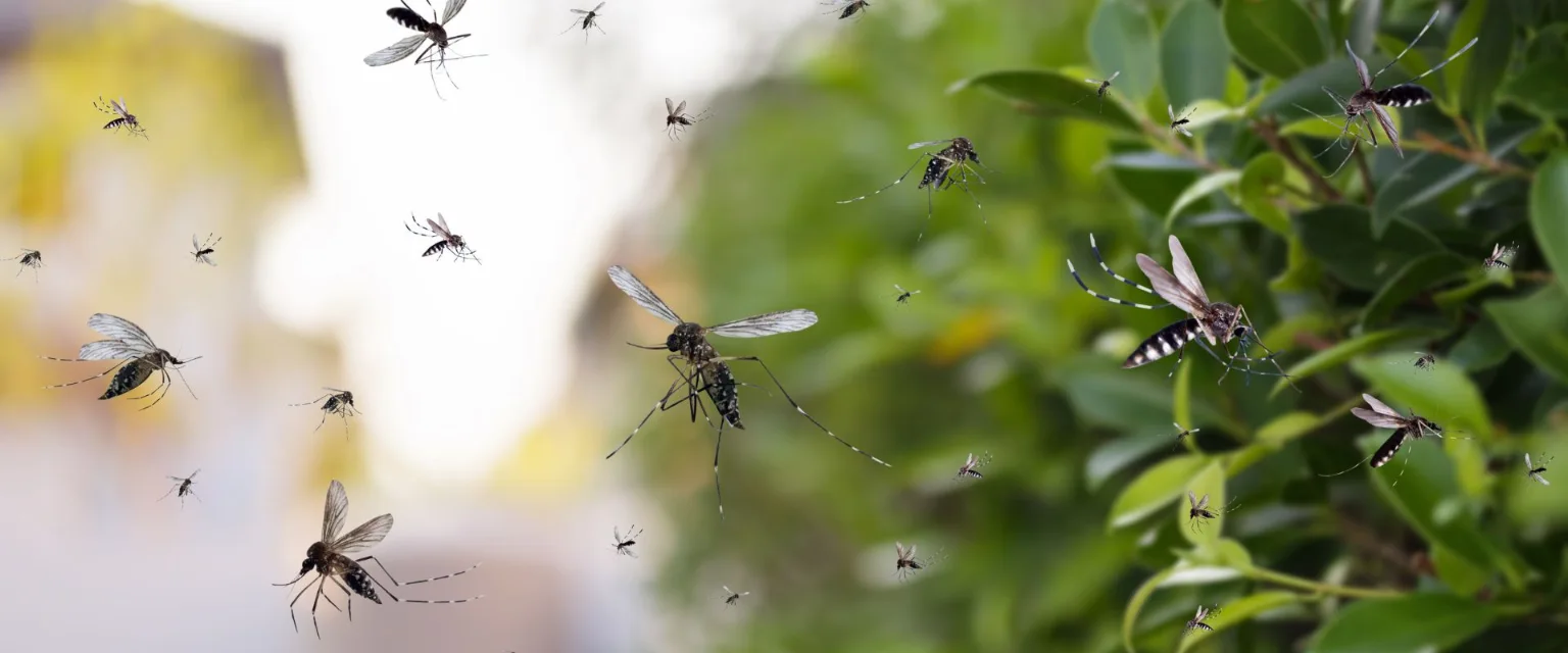 Monitoreo De Insectos Voladores
