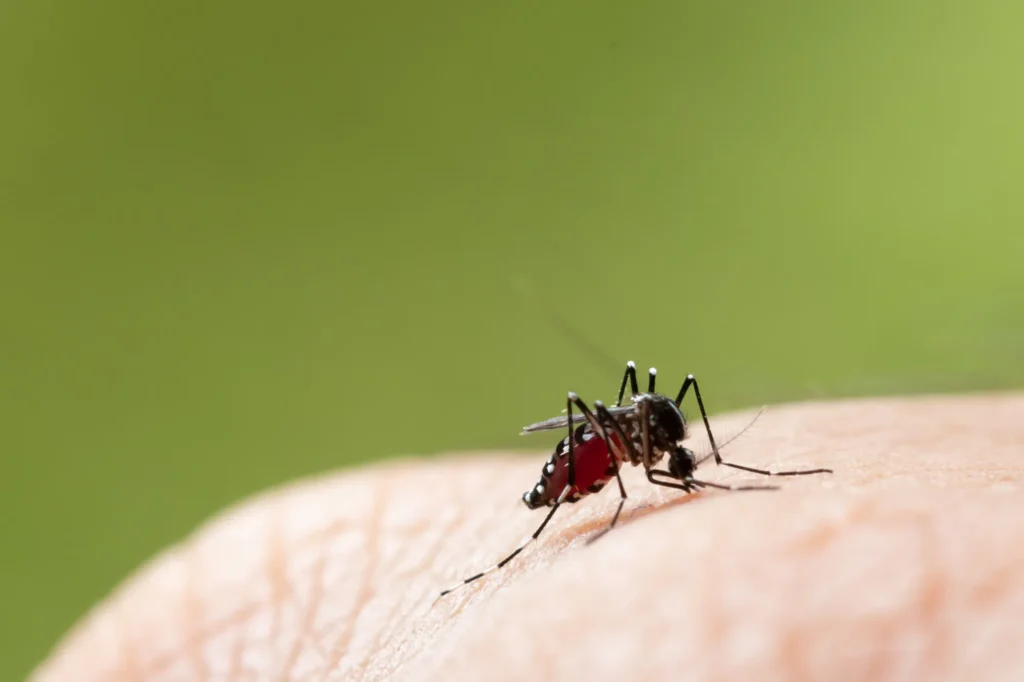 Equipos Para Control De Mosquitos